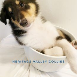 Collie Puppies from Heritage Valley Collies