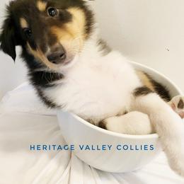 Collie Puppies from Heritage Valley Collies