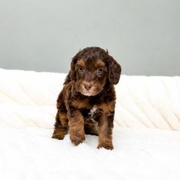 Bourbon - Chocolate male Australian Labradoodle puppy in Springfield, Ohio from Dawson & Daryn's Royal Companions