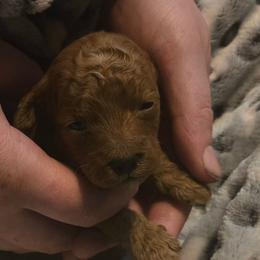 Nova - Red female Cockapoo puppy in Conklin, Michigan from Lake Michigan Couture Cavapoos & Cockapoos