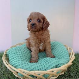 Pretzel - Red male Cavapoo puppy in Apache Junction, Arizona from Coffey House Doodles