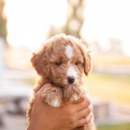 Cookie - Red  female Goldendoodle puppy in Meridian, Idaho from Country Club Doodles