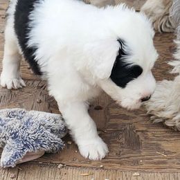 Girl 1 purple - Gray and white Old English Sheepdog puppy in Anaconda, Montana from Mt. Haggin OES