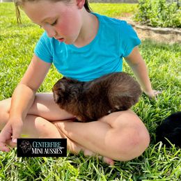 Miniature Australian Shepherd and Toy Australian Shepherd Puppies from Centerfire Mini Aussies