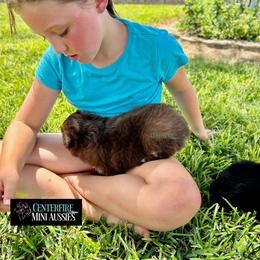 Miniature Australian Shepherd and Toy Australian Shepherd Puppies from Centerfire Mini Aussies