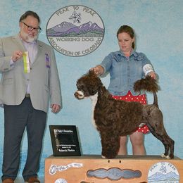 Portuguese Water Dog Puppies from Allegiance Portuguese Water Dogs