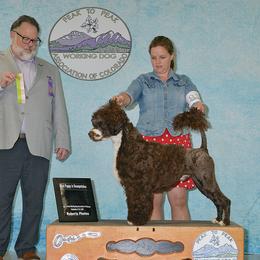 Portuguese Water Dog Puppies from Allegiance Portuguese Water Dogs