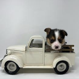 Blizzard - Black and tan male Pembroke Welsh Corgi puppy in Waco, Texas from The Comma Corgis