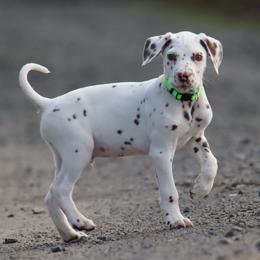 Lime green - White and liver brown male Dalmatian puppy in Cottage Grove, Oregon from Hidden Hills Dalmatians