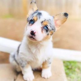 American Corgis, Pembroke Welsh Corgis, and Pomeranians from Syani Puppies