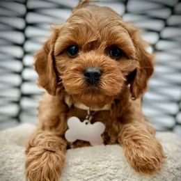 Jolie - Red female Cavapoo puppy in Palm Beach County, Florida from Benji’s Cockapoos