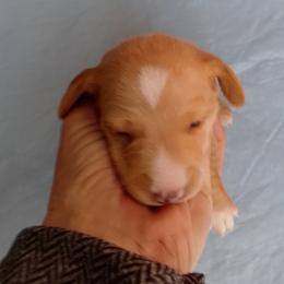 Boy 1 - Cream male Dachshund puppy in Cedar Rapids, Iowa from Paulassillydogs