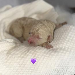 Thea - Cream female Poodle puppy in Detroit Lakes, Minnesota from Pickerel Pups