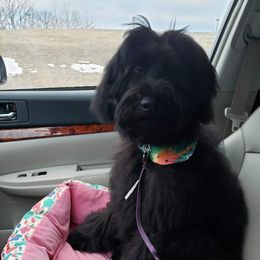 Goldendoodle Puppies from Bear Lake Bearded Retrievers