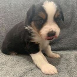 Miniature Australian Shepherd and Toy Australian Shepherd Puppies from Lavish luxuries mini Australian Shepherds