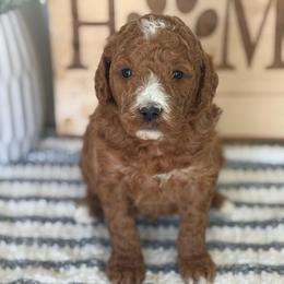 Pink collar - Red  female Poodle puppy in Strasburg, Virginia from Shenandoah Valley Doodles