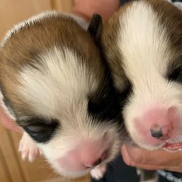 Pembroke Welsh Corgi Puppies from Silver Mae Kennel