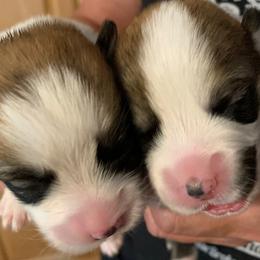 Pembroke Welsh Corgi Puppies from Silver Mae Kennel
