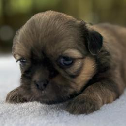 Female 1 - Chocolate and tan female Shih Tzu puppy in Mobile, Alabama from FluffyTail Shih Tzu