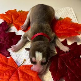 Siberian Husky Puppies from Hito's Huskies
