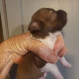 Tiny Tim - Chocolate and white male Chihuahua puppy in Nc, Florida from Brusseluv2