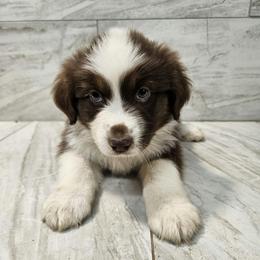 Ella f1 pink - Red tri-color female Australian Shepherd puppy in Arbela, Missouri from County Line Aussies