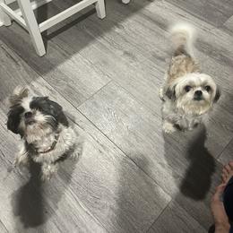 Shih Tzu All Grown Up from Hand Raised Shih Tzu’s