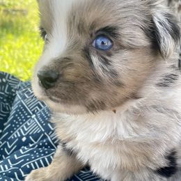 Miniature Australian Shepherds from T & E Aussies