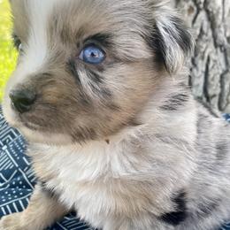 Miniature Australian Shepherds from T & E Aussies