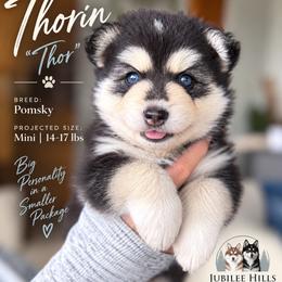 Thorin - Black and white male Pomsky puppy in Redding, California from Jubilee Hills