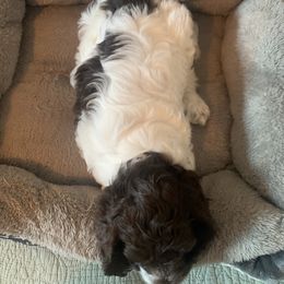 Cockapoo and Mastiff Puppies from MuddyBootsDoodles