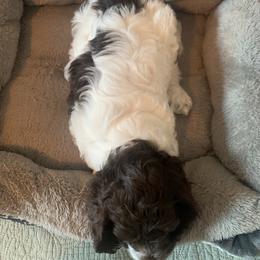 Cockapoo and Mastiff Puppies from MuddyBootsDoodles