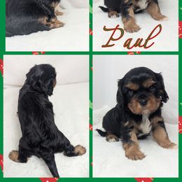 Paul - Black and tan male Cavalier King Charles Spaniel puppy in Seymour, Missouri from Painted Blessing's AKC Cavaliers LLC