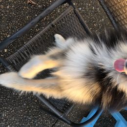 Coal - Pomsky