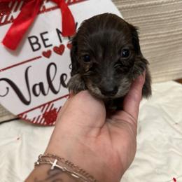 Atlas - Cream male Dachshund puppy in Cherry Tree, Oklahoma from Peavine Creek Dachshunds