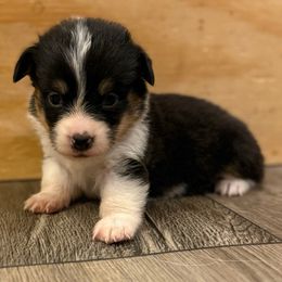 Princess Leia - Black and tan female Pembroke Welsh Corgi puppy in Glendale, Arizona from CorgiholicsAz