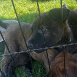 Bumi - Brindle male xDutch Shepherd puppy in Chelsea, Alabama from Alliance K9