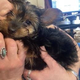 Yorkshire Terrier Puppies from Cutest AKC AZ Yorkies