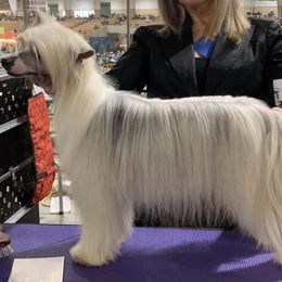 Chinese Cresteds and Yorkshire Terriers from Heartesha