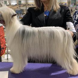 Chinese Cresteds and Yorkshire Terriers from Heartesha