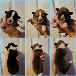 Labrador Retriever and Pembroke Welsh Corgi Puppies from Moonlight Kennels