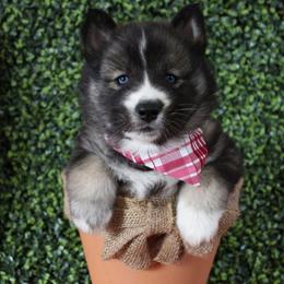Maroon - Agouti and white female Siberian Husky puppy in York, Pennsylvania from Spalla Pups
