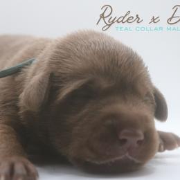 Boy 6 - Chocolate male Labrador Retriever puppy in Capron, Virginia from Triple Creek Kennel
