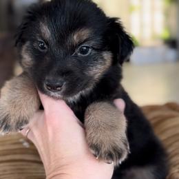Drone - Black tri male Miniature Australian Shepherd puppy in Cave Creek, Arizona from Arizona Aussies