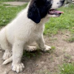 Girl 3 - Working Dog Cross puppy from Mary's Working Cross Puppies