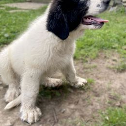 Girl 3 - Working Dog Cross puppy from Mary's Working Cross Puppies