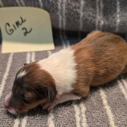 Biscuit g2 - White and sable female Shetland Sheepdog puppy in Caldwell, Texas from Candyce Witte