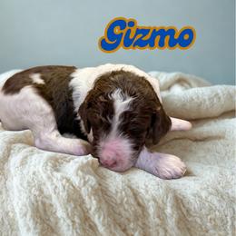 Gizmo - Parti male Goldendoodle puppy in Ellenburg Center, New York from Kristin's Puppies