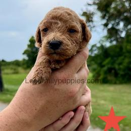 Miniature-2nd pick - Red  male Goldendoodle puppy in Tennessee from Lee Family Puppies