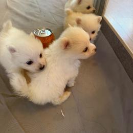 Girl 3 - White female American Eskimo Dog puppy in Squaw Valley, California from Bear Mountain